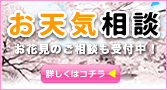 お花見天気相談